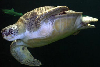 pictures of sea turtles on the beach green sea photos photo photographs turtles pics baby 