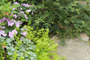 Flowers and ground cover along a garden path made with crushed gravel