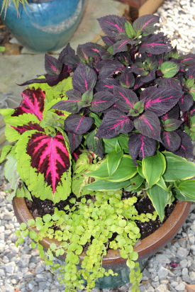 Colorful potted coleus plants