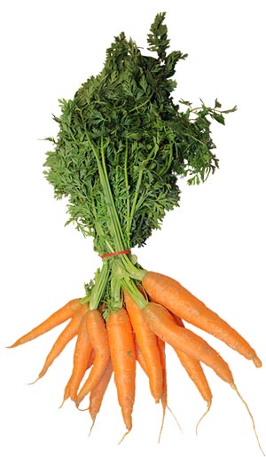 Bunch of carrots for Easter Bunny baby picture prop ideas