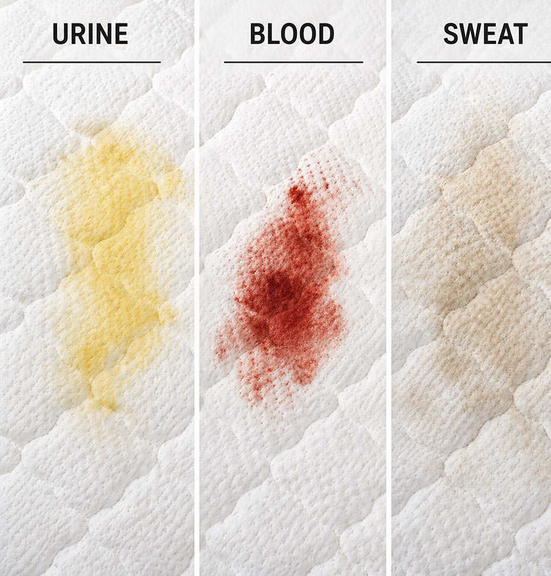 Different mattress stains showing urine blood and sweat patterns